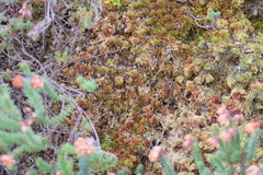Sphagnum molle