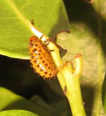 Plagiosterna nigritarsis