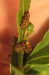 Plagiosterna nigritarsis
