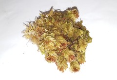 Sphagnum molle