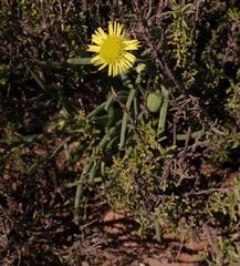 Crassothonna protecta