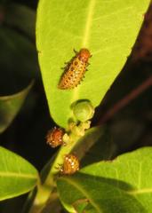 Plagiosterna nigritarsis
