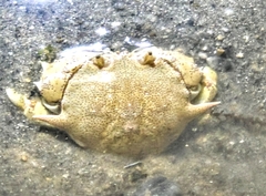 Matuta