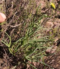 Crassothonna protecta