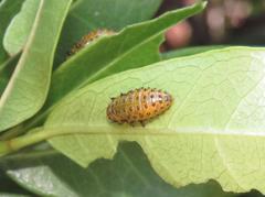 Plagiosterna nigritarsis