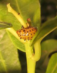 Plagiosterna nigritarsis
