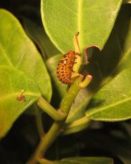 Plagiosterna nigritarsis