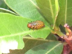 Plagiosterna nigritarsis