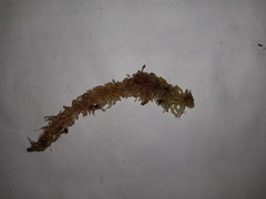 Sphagnum molle