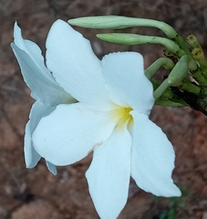 Plumeria pudica