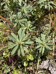 Daphne striata