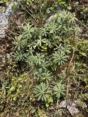 Daphne striata