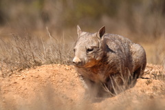 Lasiorhinus latifrons