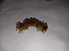 Sphagnum molle