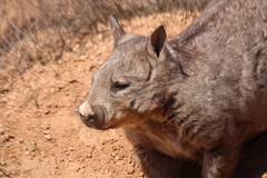 Lasiorhinus latifrons