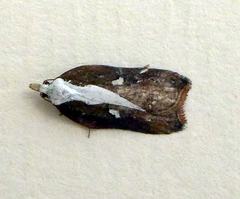 Acleris cristana