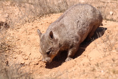Lasiorhinus latifrons