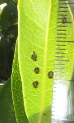 Plagiosterna nigritarsis