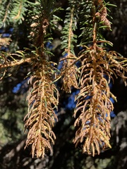 Chrysomyxa rhododendri