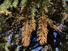 Chrysomyxa rhododendri