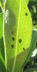 Plagiosterna nigritarsis