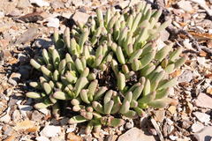 Peersia macradenia