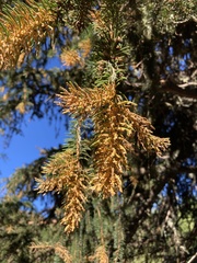 Chrysomyxa rhododendri