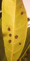 Plagiosterna nigritarsis