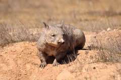 Lasiorhinus latifrons