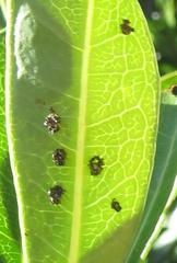 Plagiosterna nigritarsis