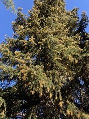 Chrysomyxa rhododendri