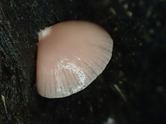 Crepidotus boninensis