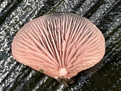 Crepidotus boninensis