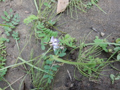 Astragalus norvegicus