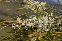 Hakea ochroptera