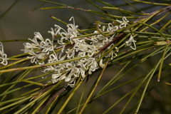 Hakea ochroptera
