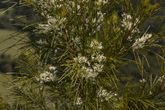 Hakea ochroptera