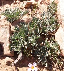 Pelargonium pillansii