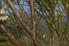 Hakea ochroptera