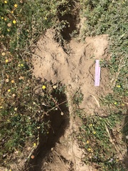 Orycteropodidae