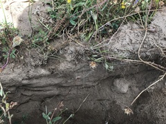 Orycteropodidae