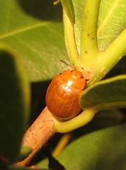 Plagiosterna nigritarsis