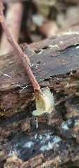 Tandonia sowerbyi