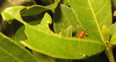 Plagiosterna nigritarsis