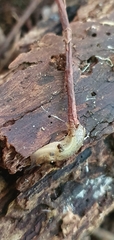 Tandonia sowerbyi