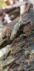 Tandonia sowerbyi