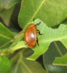 Plagiosterna nigritarsis