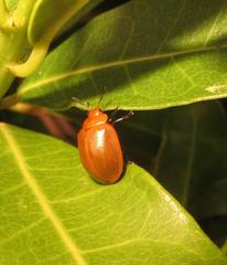 Plagiosterna nigritarsis