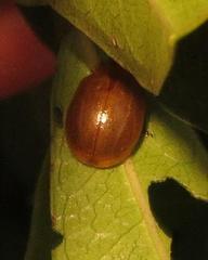 Plagiosterna nigritarsis