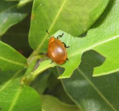 Plagiosterna nigritarsis